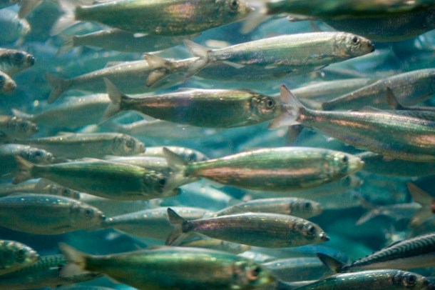 885981258_adec70bb51_z